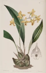 Bifrenaria vitellina (syn. Maxillaria vitellina)